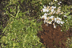 coffee-grounds-for-plants